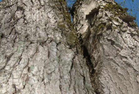 Forêt Drummond : le CÉREF se propose comme comité conseil