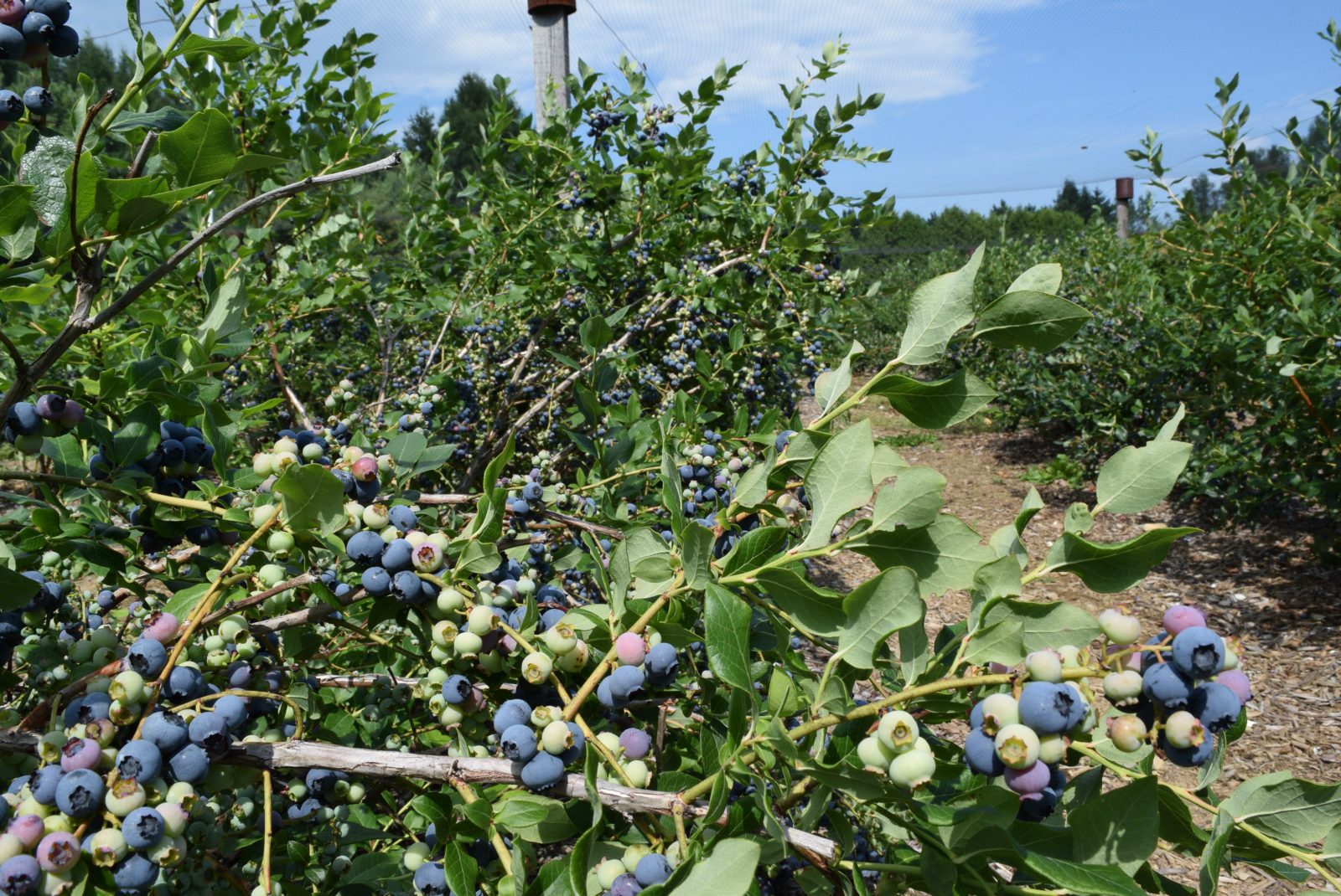 Des bleuets à profusion dans la région