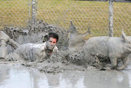 La SPCA monte aux barricades