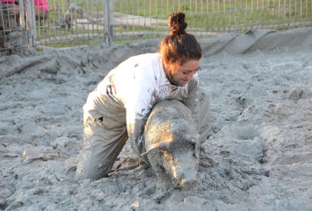 Festival du cochon : des milliers de personnes à Sainte-Perpétue