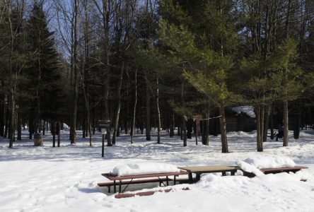 Travaux sylvicoles dans la Forêt Drummond