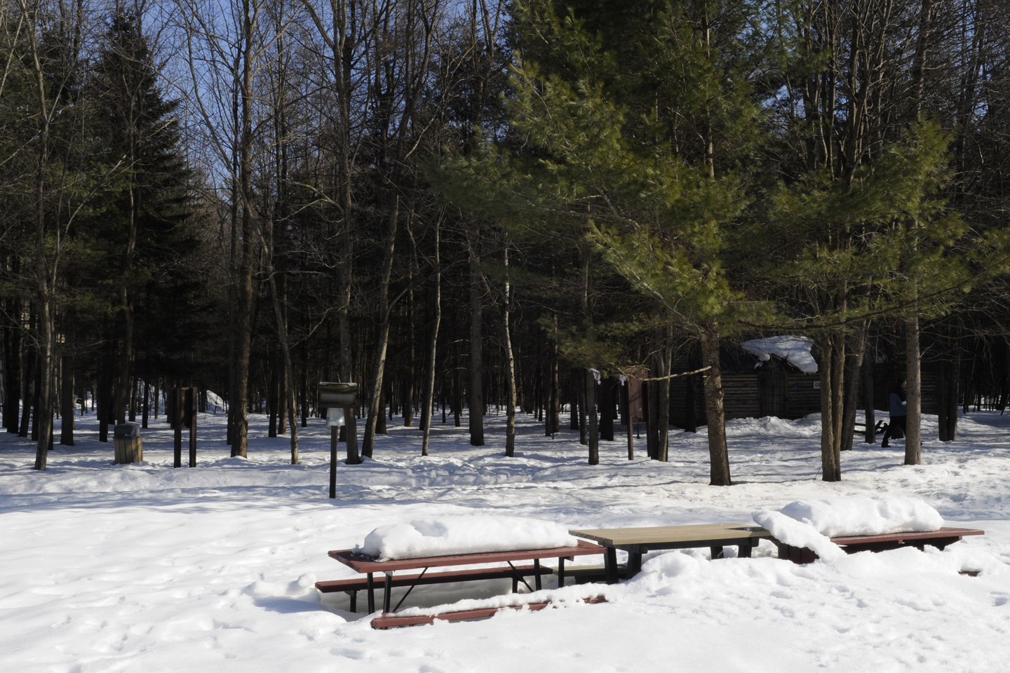 Travaux sylvicoles dans la Forêt Drummond