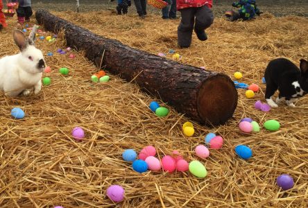 Pensez-y avant d’offrir poussins, canetons et lapereaux à Pâques