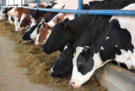 Une centaine de vaches périssent au Centre-du-Québec