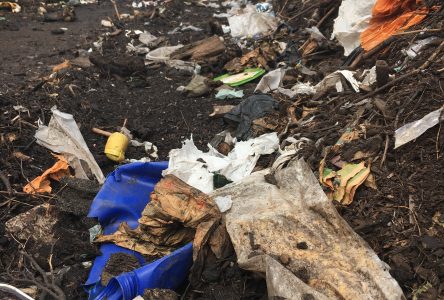 Les sacs de plastique ne vont pas dans le bac brun