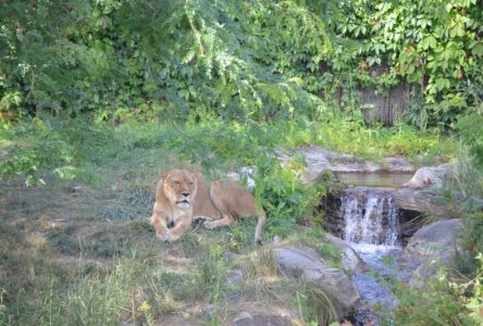 Zoo de Granby: la CNESST a terminé son enquête