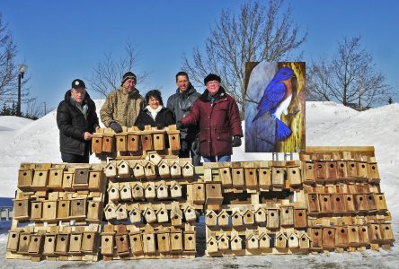 Don de 125 nichoirs pour la survie du merle bleu