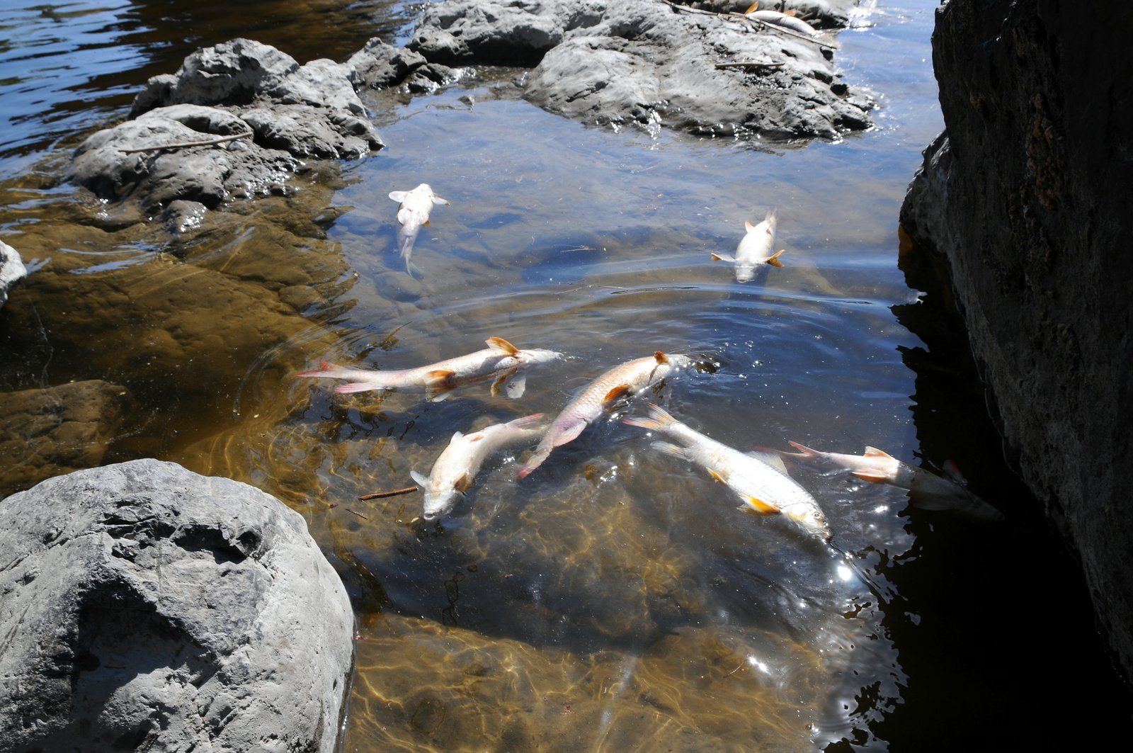 La chaleur aurait causé la mort de nombreux poissons