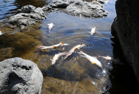 La chaleur aurait causé la mort de nombreux poissons