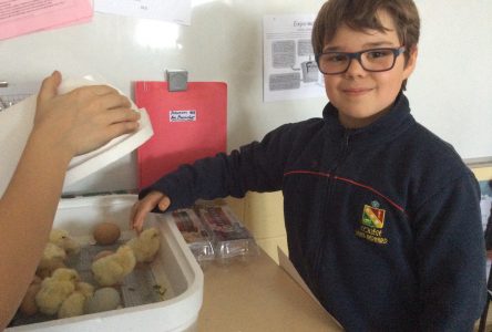 Des poussins au Collège