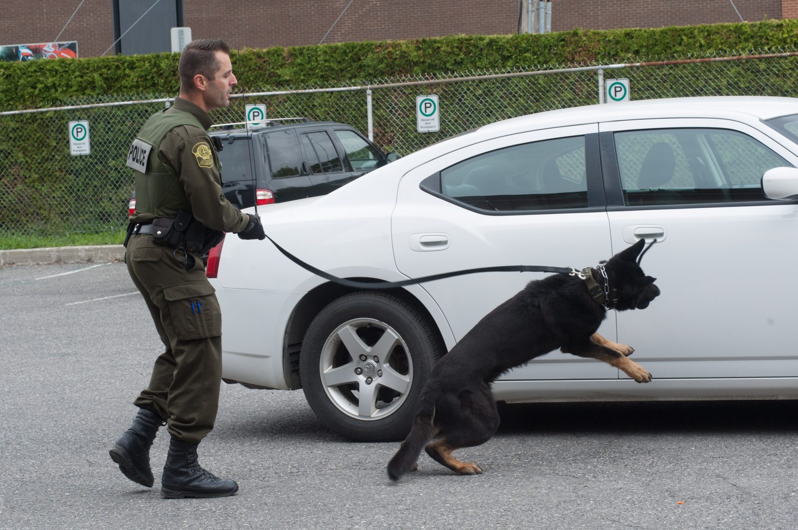 Les maîtres-chiens de la SQ : un projet pilote concluant