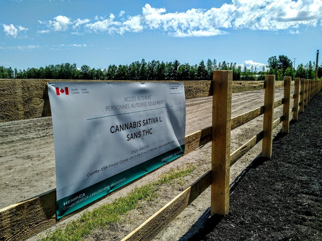 Chanvre : une entreprise de Saint-Lucien obtient le feu vert de Santé Canada