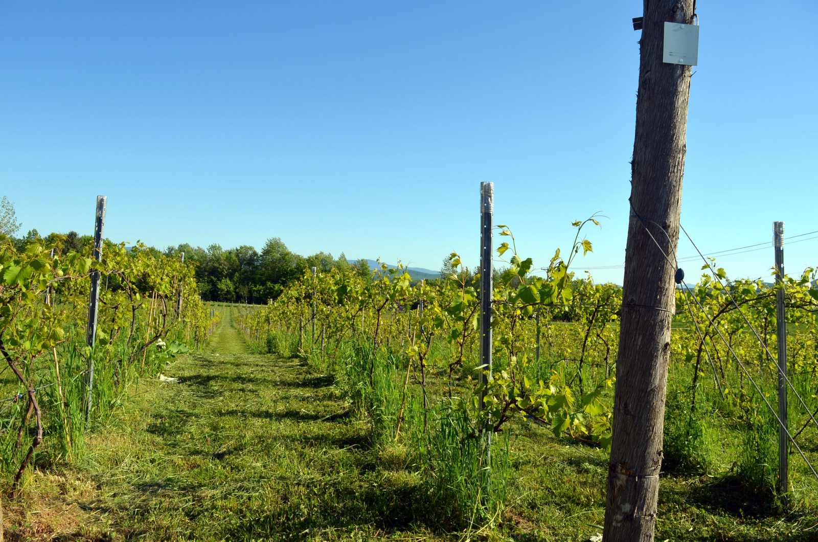 Portes ouvertes chez les vignobles : le début de saison s’annonce prometteur