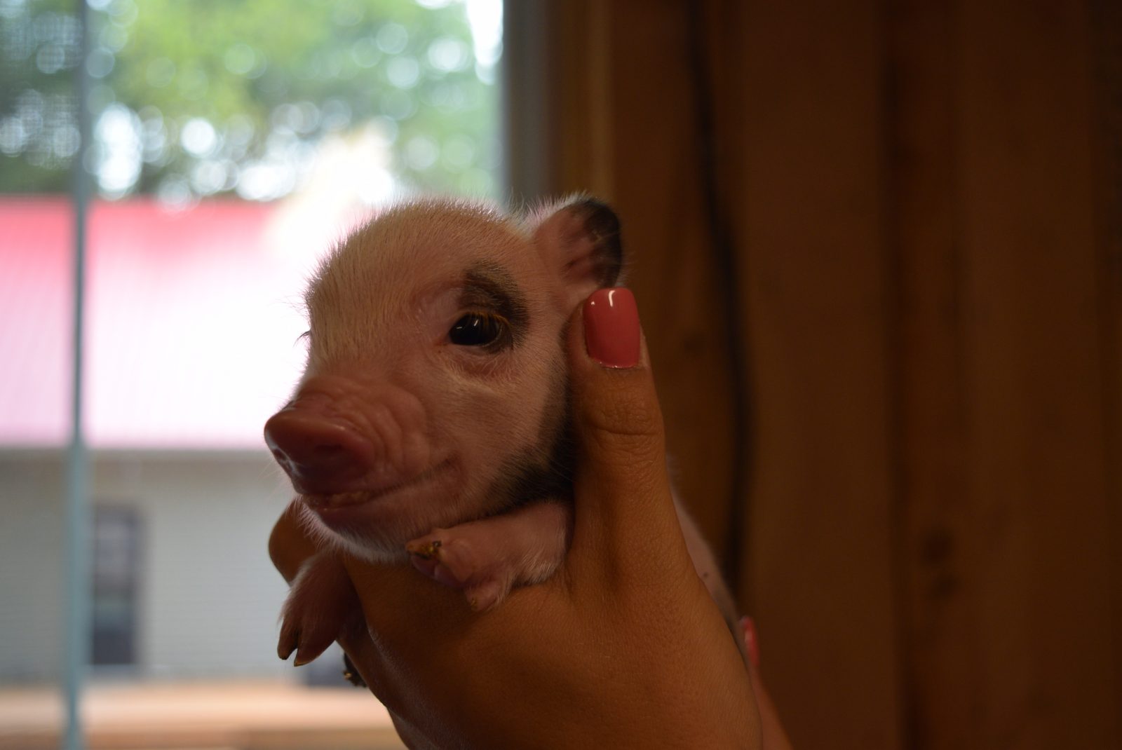 Un cochon comme animal de compagnie, c’est possible