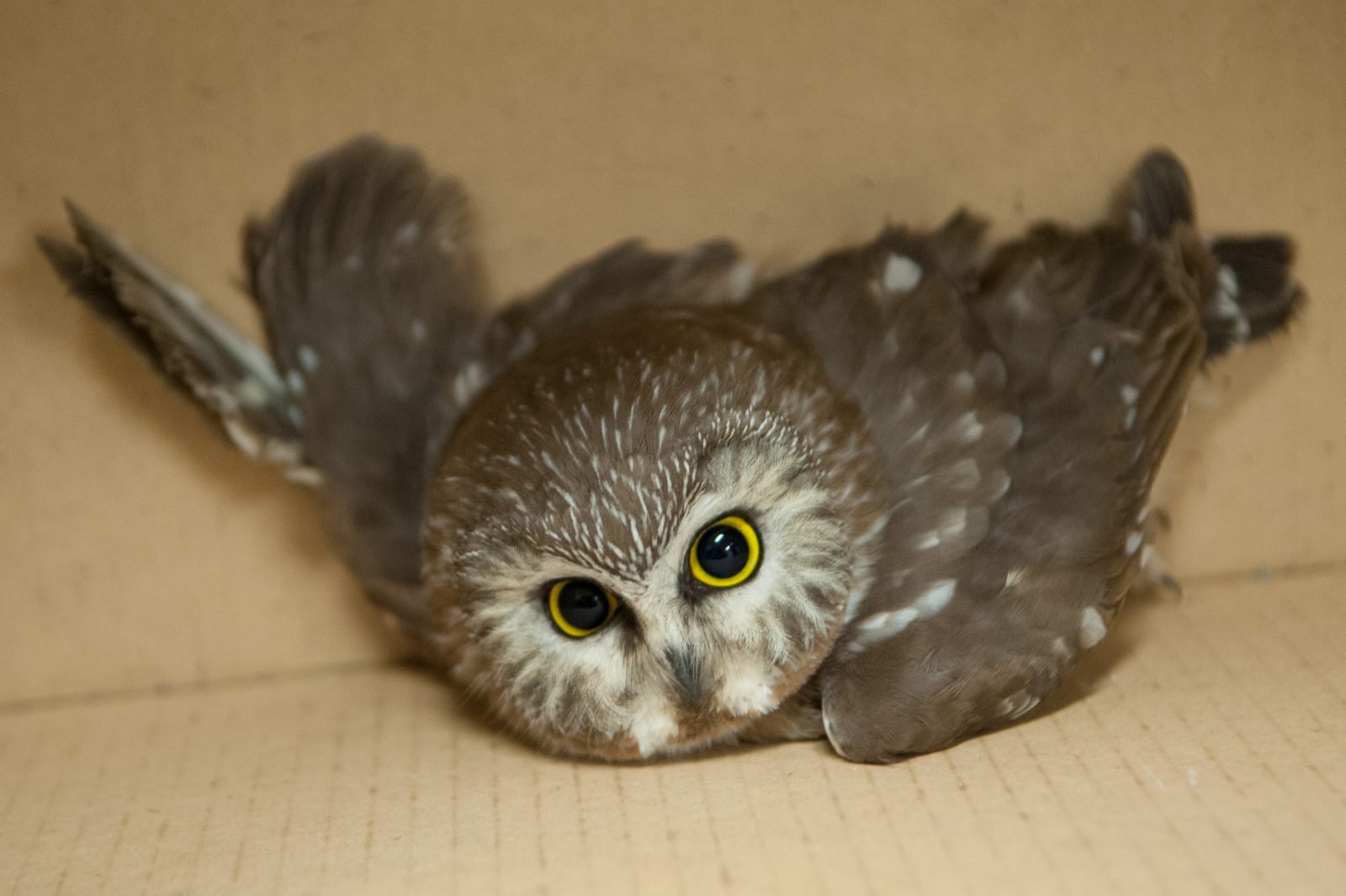 Une chouette rescapée par les agents de la faune