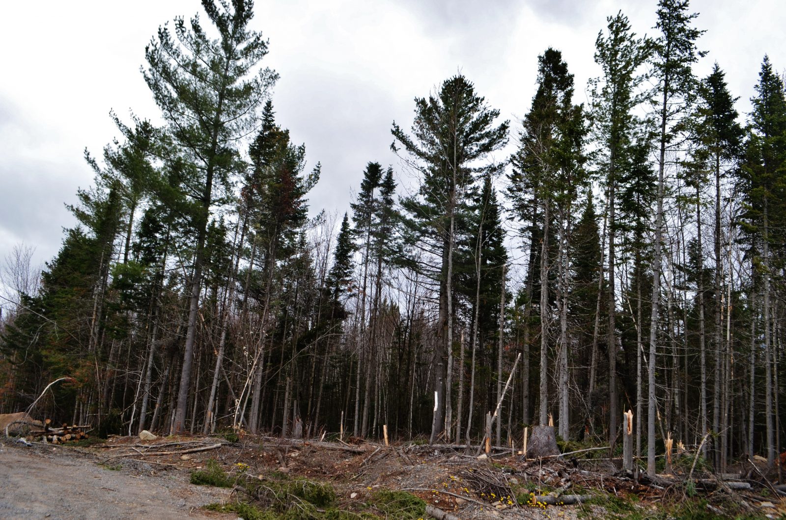 Abattage d’arbres : Marcel Boilard évoque un problème de communication