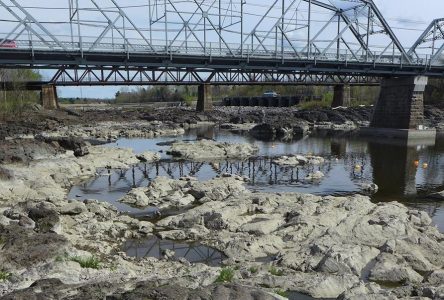 La baisse du niveau d’eau aurait annulé la reproduction de l’esturgeon jaune