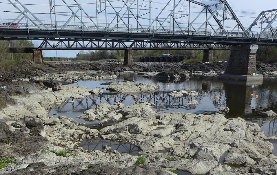 La baisse du niveau d’eau aurait annulé la reproduction de l’esturgeon jaune