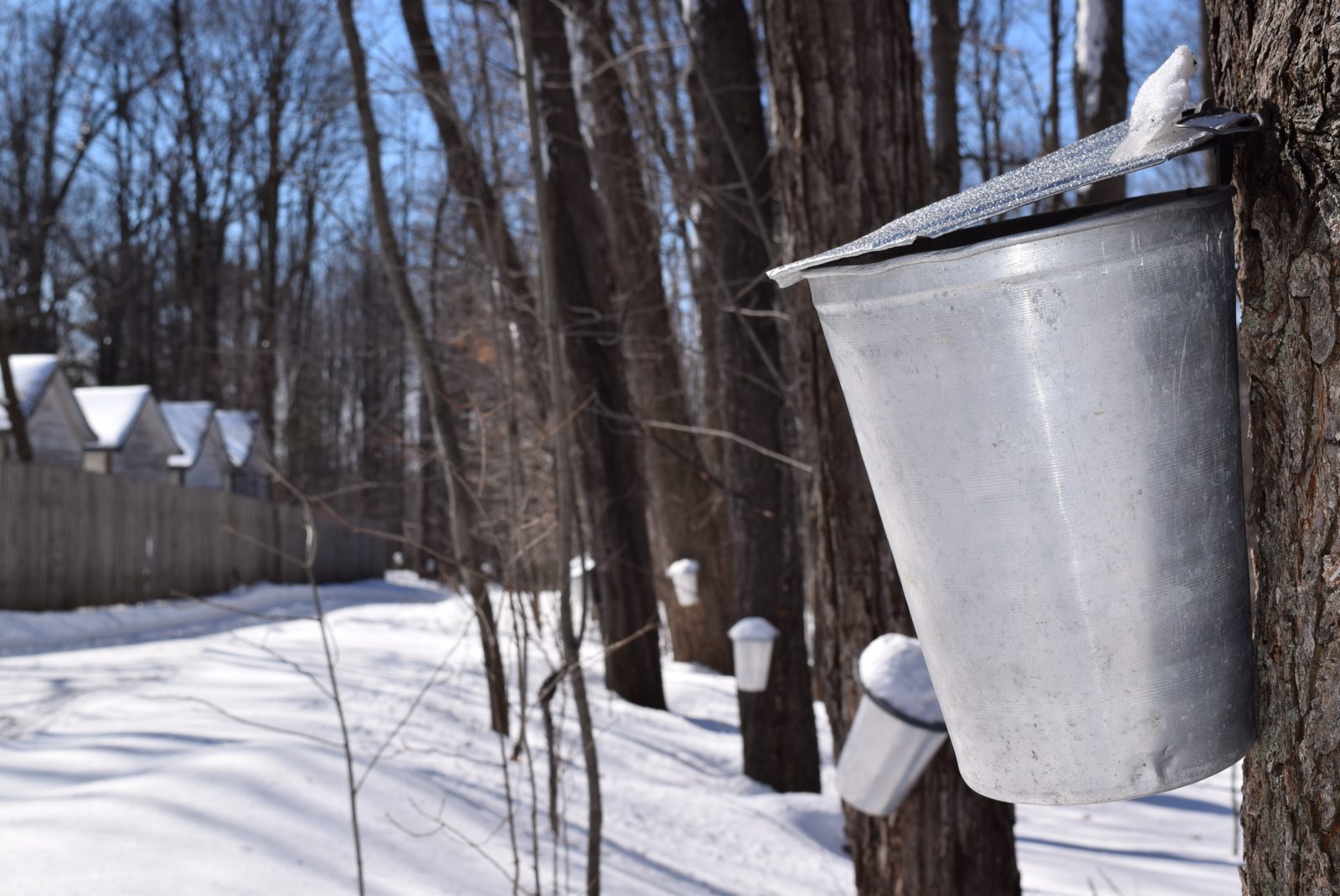 Le temps des sucres arrive au Village québécois d’antan