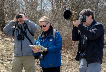 À la découverte des oiseaux depuis 35 ans