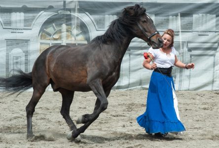 Cascades, feu et prouesses équestres à l’Amphithéâtre Saint-François