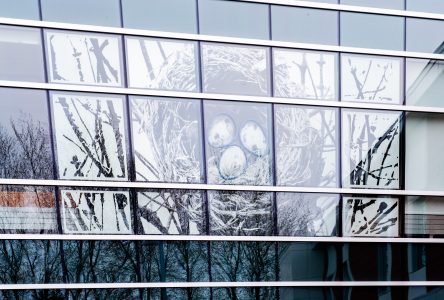 Des oeuvres d’oiseaux illustrant la famille ornent les fenêtres du CFE