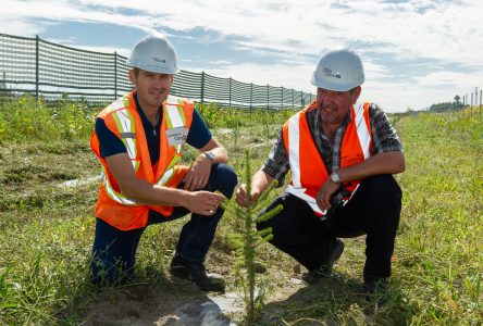 Des arbres au lieu des clôtures à neige pour améliorer les conditions routières