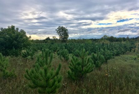 Des milliers d’arbres en croissance à Saint-Nicéphore