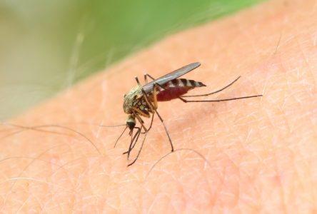 Virus du Nil occidental : comment éviter les piqûres de moustiques