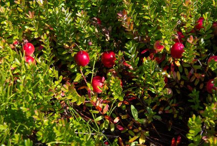 La saison des récoltes de la canneberge est commencée