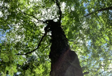 Drummondville plantera 500 arbres en 2021
