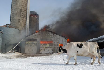 Des vaches et des veaux sauvés d’un incendie (photos/vidéo)