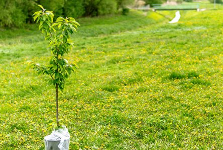 Le CRECQ veut lutter contre les îlots de chaleur près des ICI