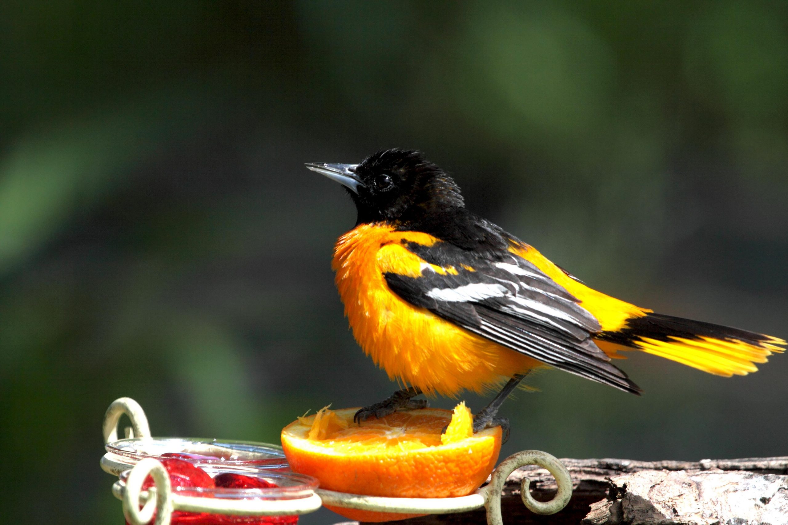 Le flamboyant oriole de Baltimore L Express