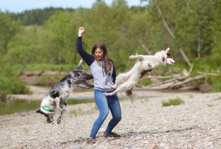 Un événement canin et félin aura bientôt lieu à Saint-Cyrille