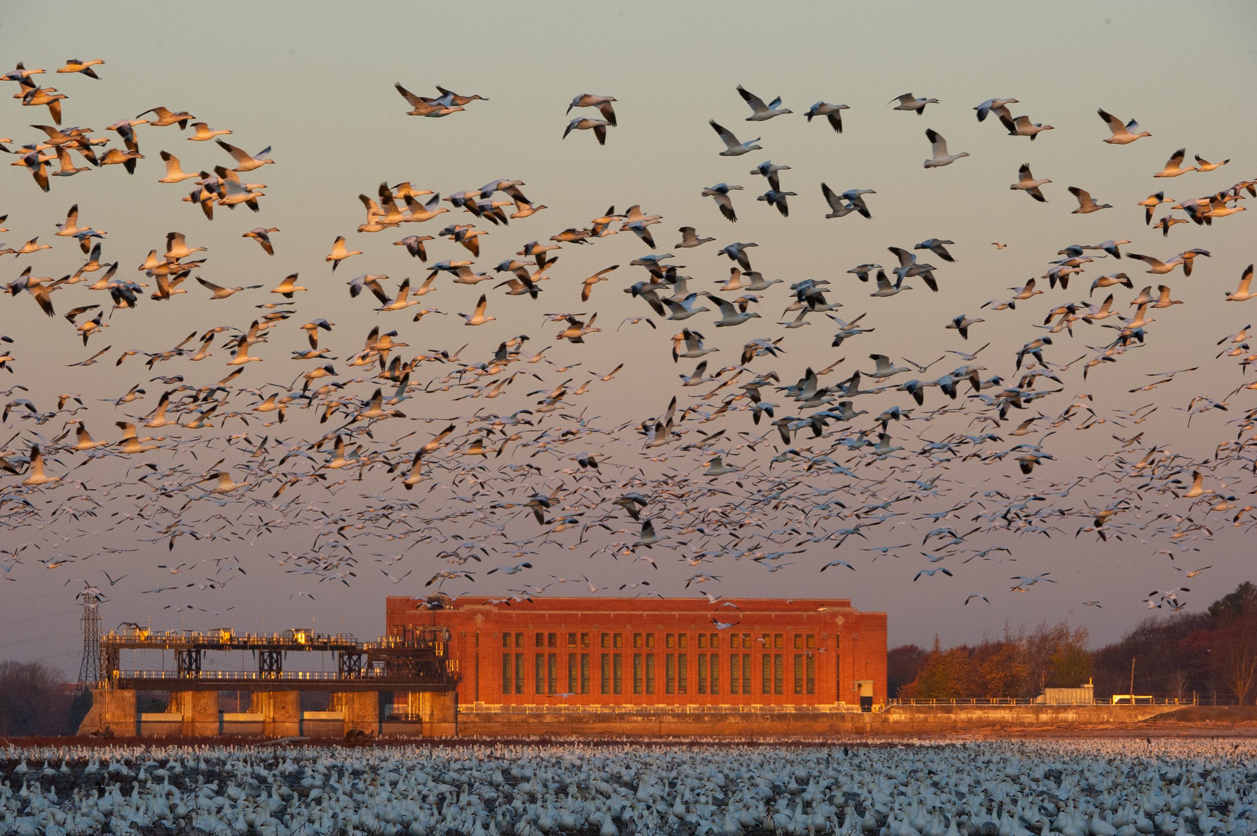 Météo. Les oiseaux migrateurs perturbés par un nouvel épisode de