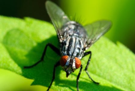 Traitement en cours contre la mouche noire