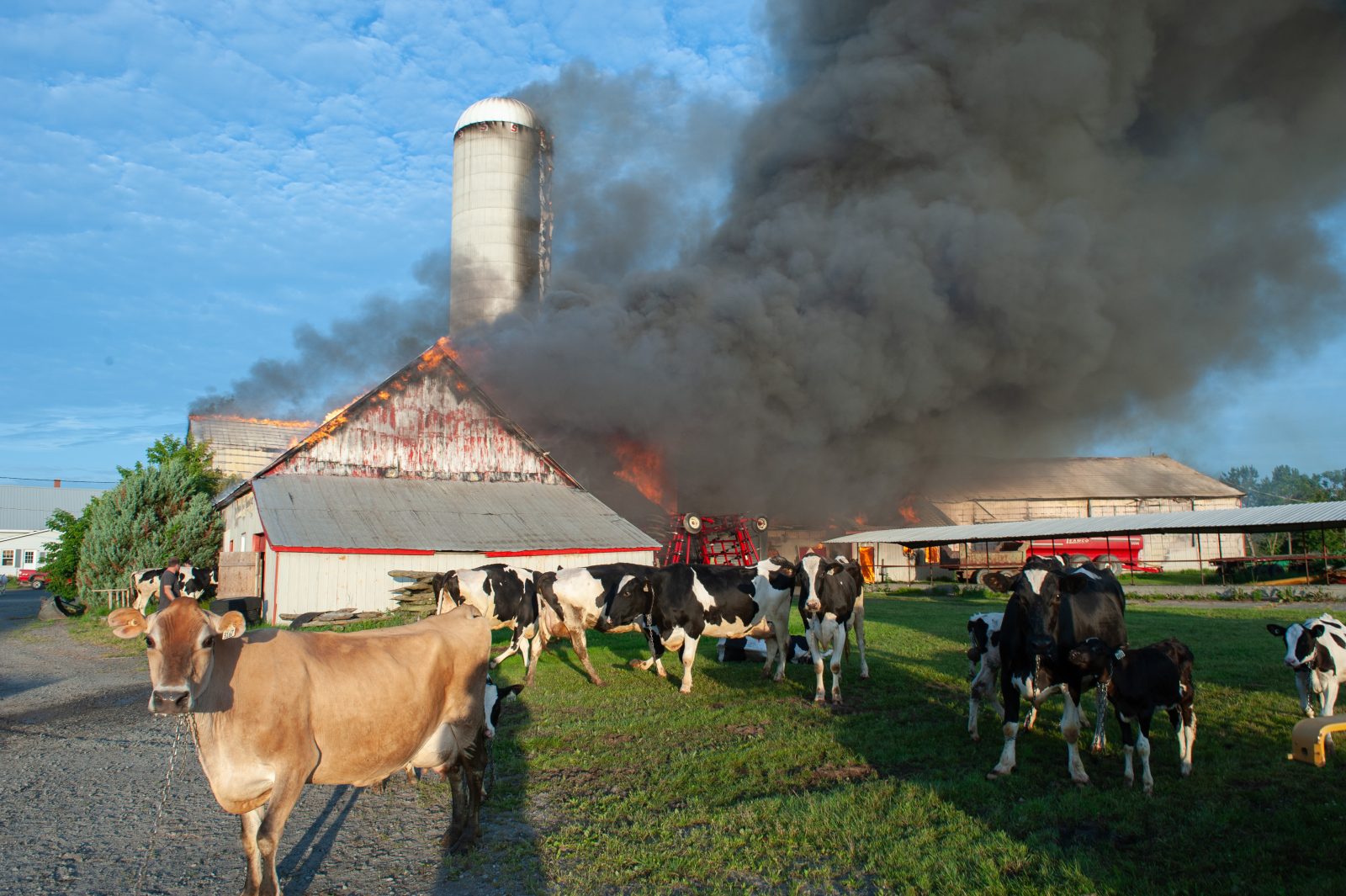 Des vaches périssent dans un incendie à Saint-Cyrille (photos et vidéo)