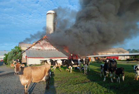 Des vaches périssent dans un incendie à Saint-Cyrille (photos et vidéo)