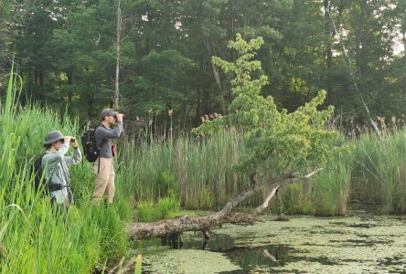 Forêt Drummond : un lieu de biodiversité