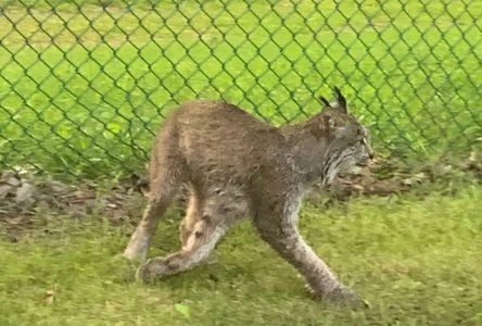 Un lynx du Canada aperçu dans le secteur du Golf