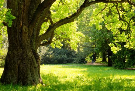 Concours Feuillage en fête : la Ville à la recherche de l’arbre le plus majestueux