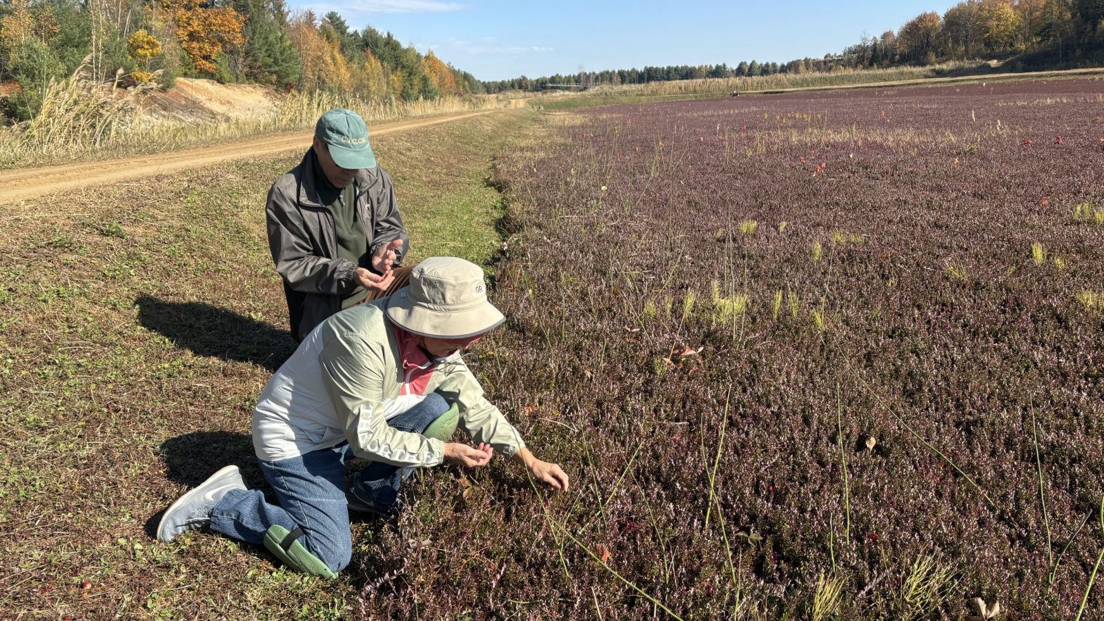 Autocueillette de canneberges, une rareté dans la région