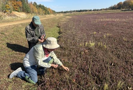 Autocueillette de canneberges, une rareté dans la région