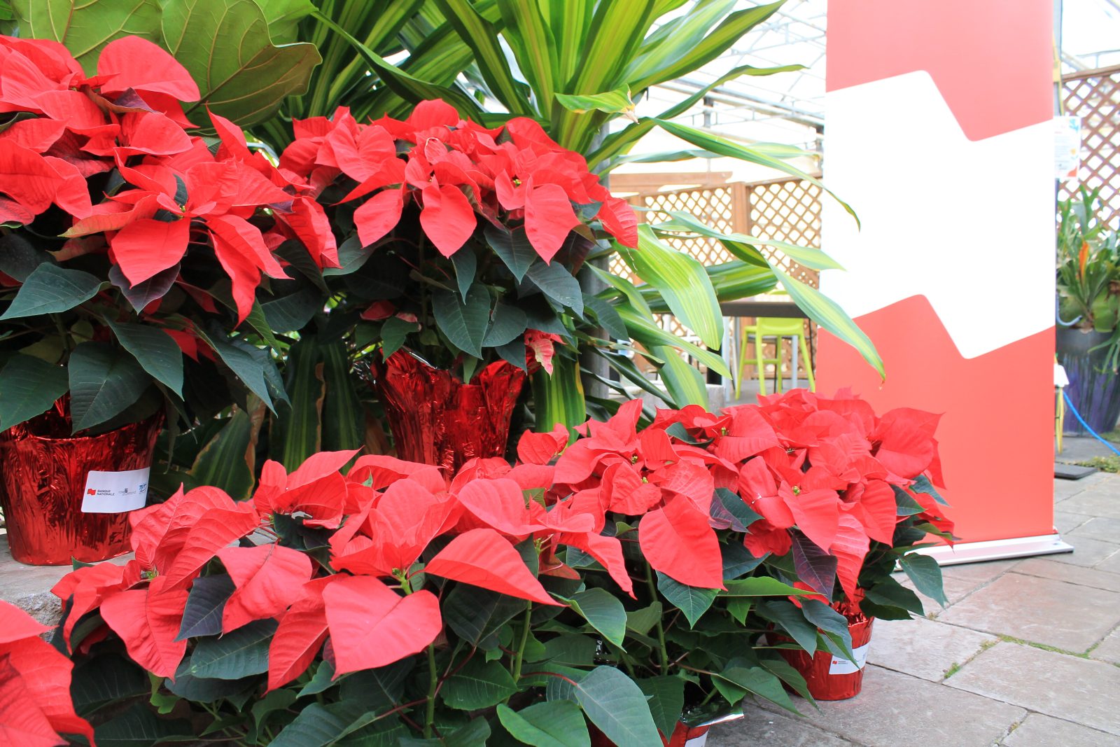 Du changement dans la campagne de poinsettias